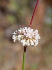Eriogonum nudum