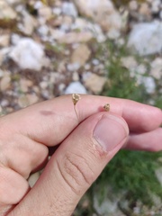 Heliosperma pusillum