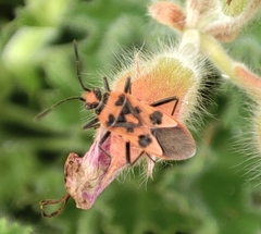 Corizus hyoscyami