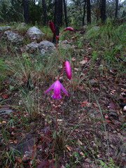 Bletia greenwoodiana