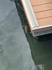 Sphoeroides testudineus