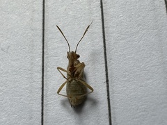 Rhopalidae