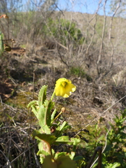 Hermannia saccifera