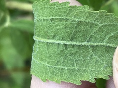 Eupatorium semiserratum