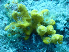 Axinella verrucosa