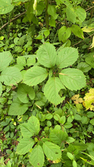 Parthenocissus inserta