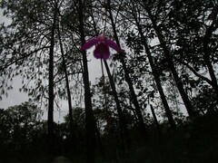 Bletia greenwoodiana