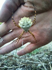 Argiope lobata