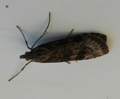 Nomophila nearctica