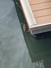 Sphoeroides testudineus