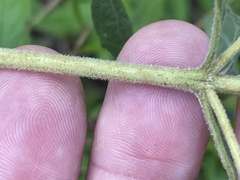 Eupatorium semiserratum