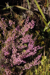 Erica hirtiflora