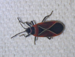 Neacoryphus bicrucis