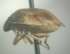Homaemus