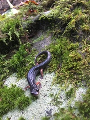 Plethodon shermani