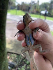 Sceloporus anahuacus