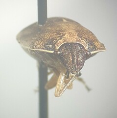 Homaemus