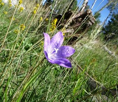 Campanula parryi