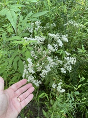 Eupatorium semiserratum