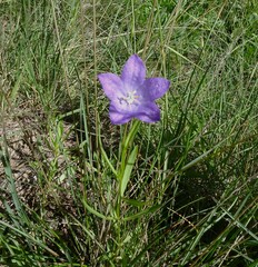 Campanula parryi