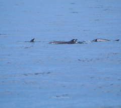 Stenella attenuata