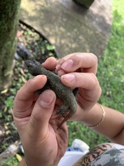 Sceloporus anahuacus