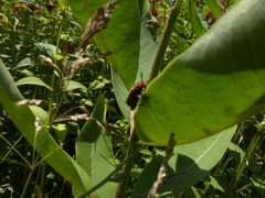 Tetraopes tetrophthalmus