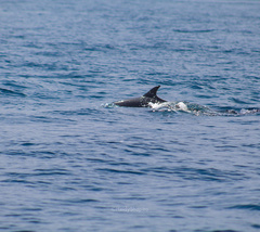 Stenella attenuata