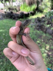Sceloporus anahuacus