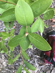 Lyonia mariana