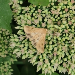 Helicoverpa armigera