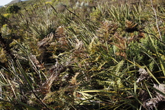 Pteridium aquilinum capense