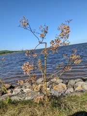 Angelica archangelica