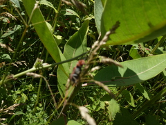 Tetraopes tetrophthalmus
