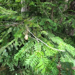 Abies amabilis