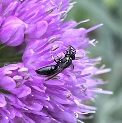 Hylaeus modestus
