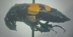 Nicrophorus defodiens