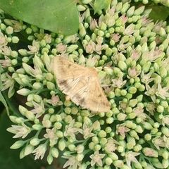 Helicoverpa armigera