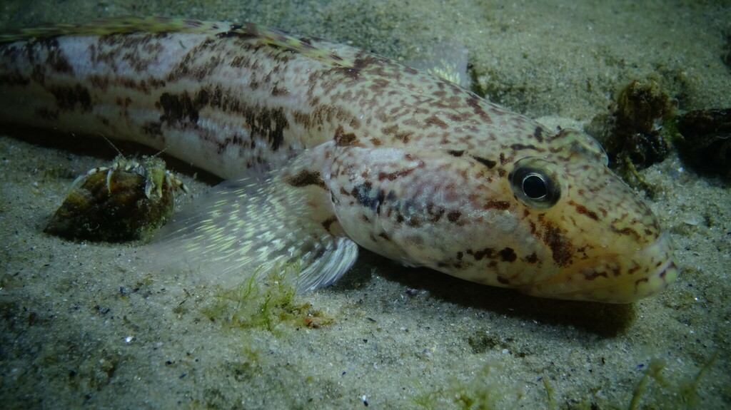 Toad Goby