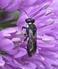 Hylaeus modestus