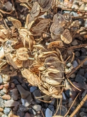 Angelica archangelica