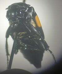 Nicrophorus defodiens