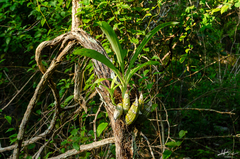 Clowesia
