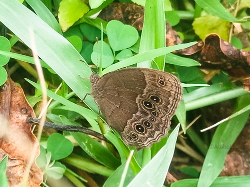 Startled Bush Brown