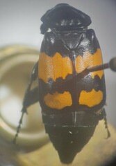 Nicrophorus defodiens
