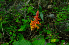Dichromanthus cinnabarinus