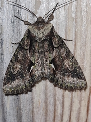 Allophyes oxyacanthae