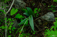 Dichromanthus cinnabarinus