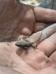 Sceloporus undulatus