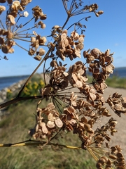 Angelica archangelica